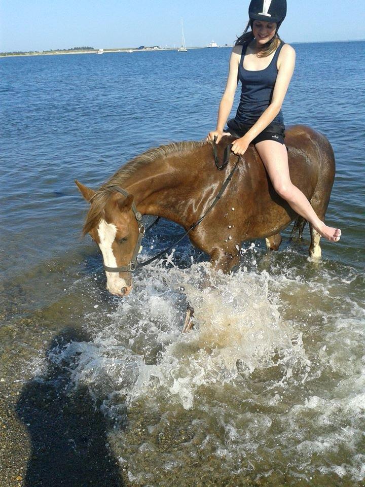 Anden særlig race Rosa billede 11