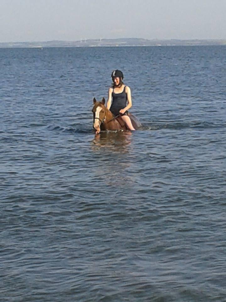 Anden særlig race Rosa billede 12