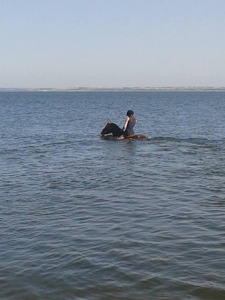 Anden særlig race Rosa billede 13