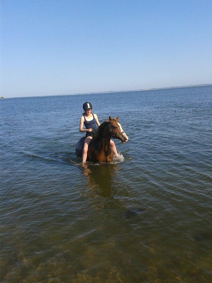 Anden særlig race Rosa billede 14