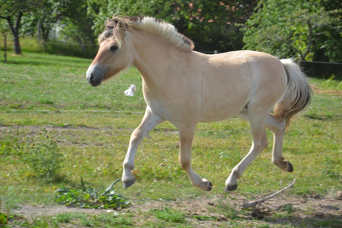 Fjordhest Græsmarkens Noma - Hendes perfekte trav!<3 Billedet er taget af mig selv. billede 6