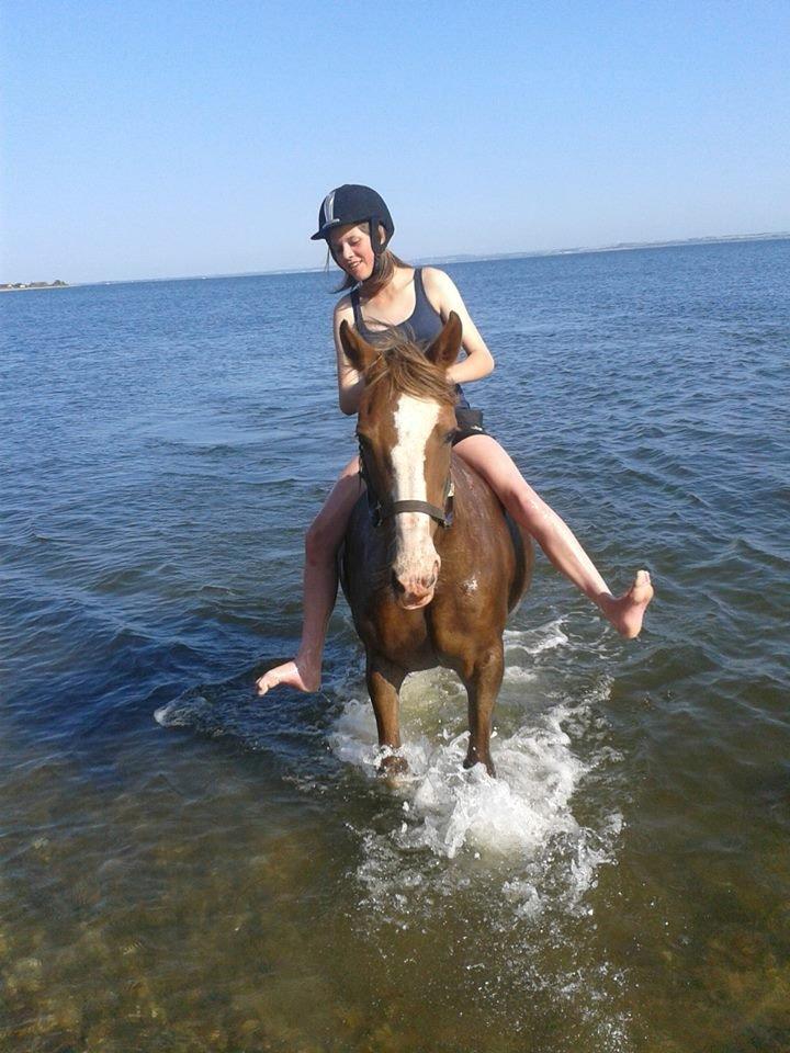 Anden særlig race Rosa billede 15