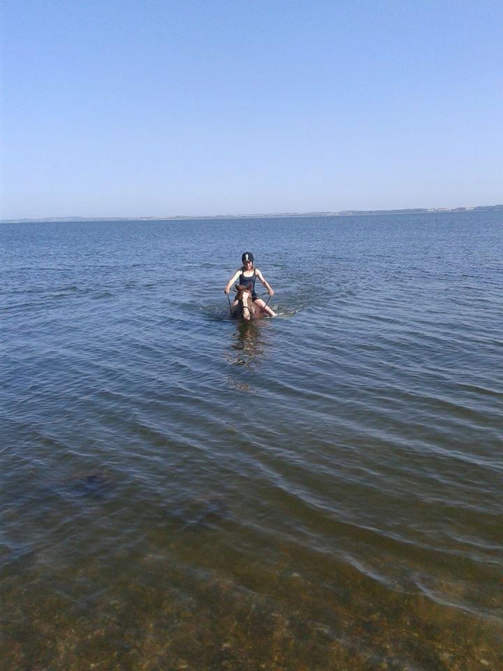 Anden særlig race Rosa billede 16