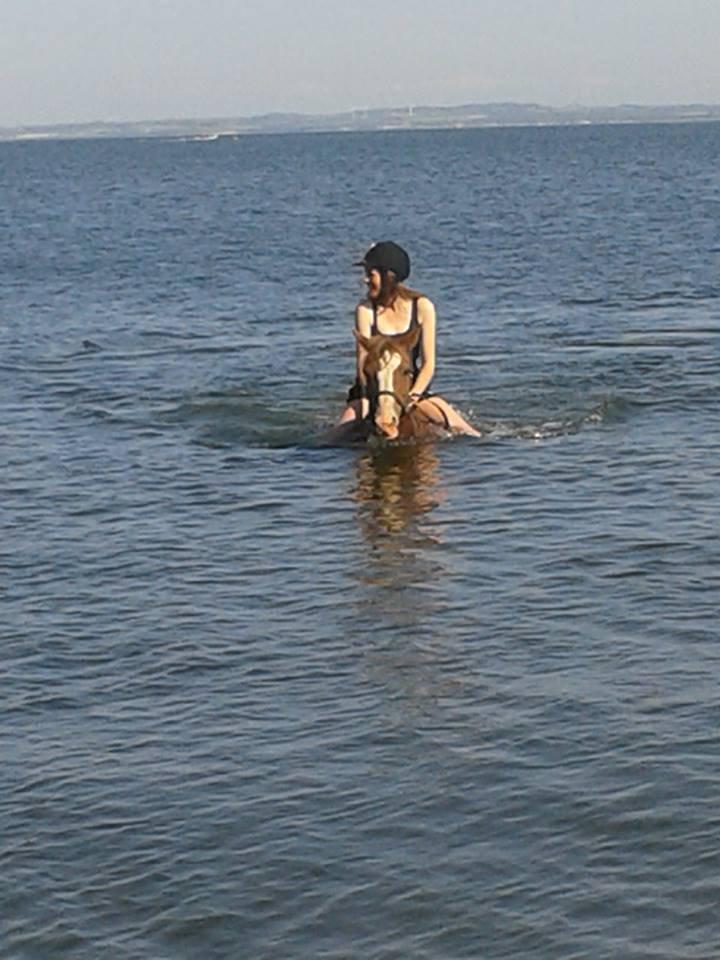 Anden særlig race Rosa billede 17