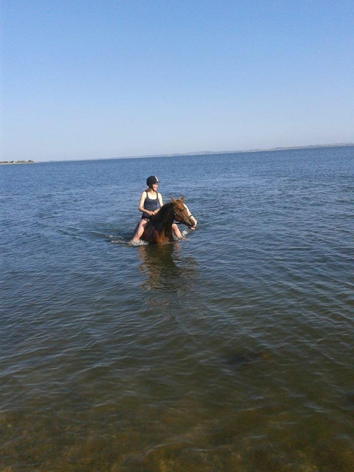 Anden særlig race Rosa billede 18