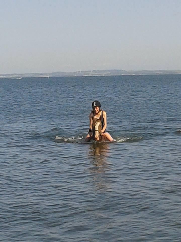 Anden særlig race Rosa billede 19