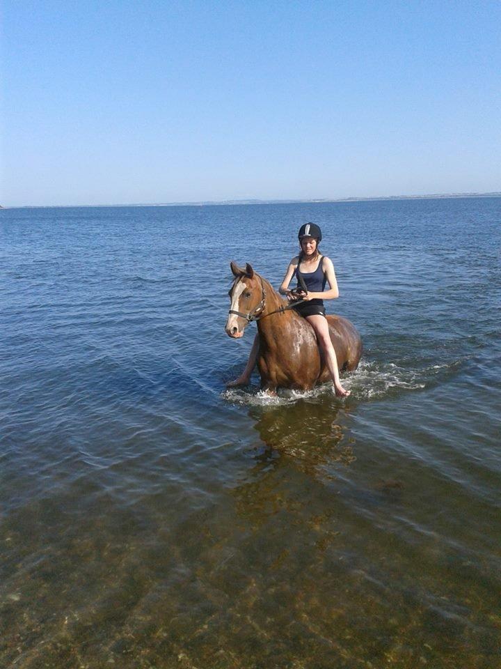 Anden særlig race Rosa billede 20