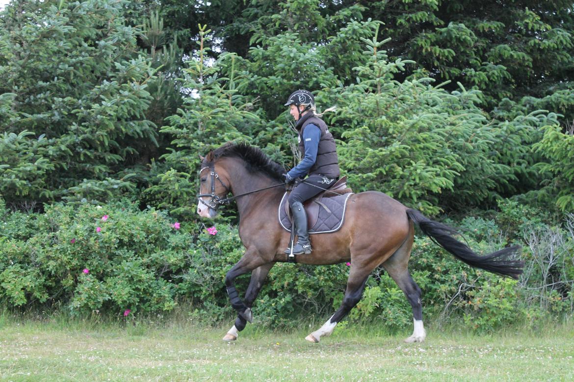 DSP Toftgaards Nice Device billede 15