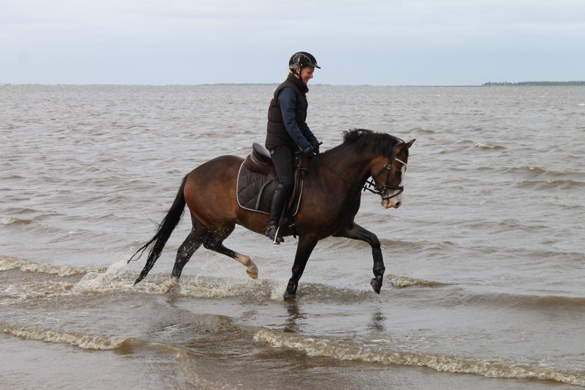 DSP Toftgaards Nice Device billede 16