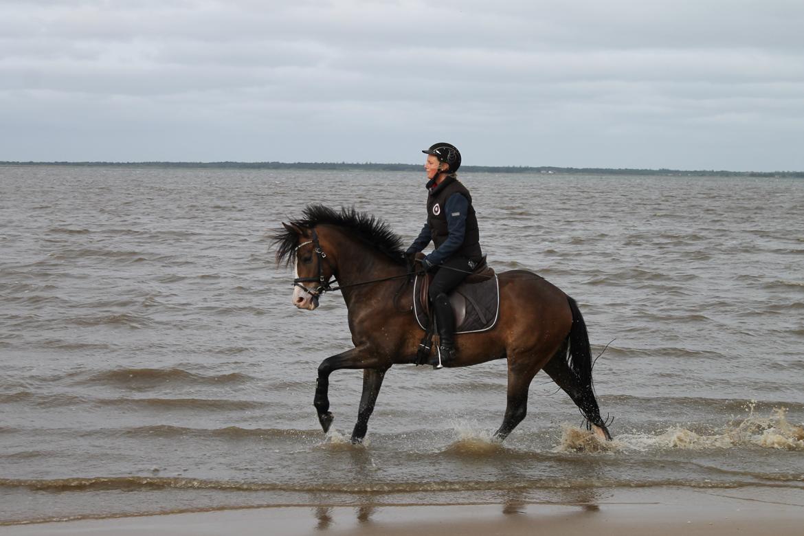 DSP Toftgaards Nice Device billede 17