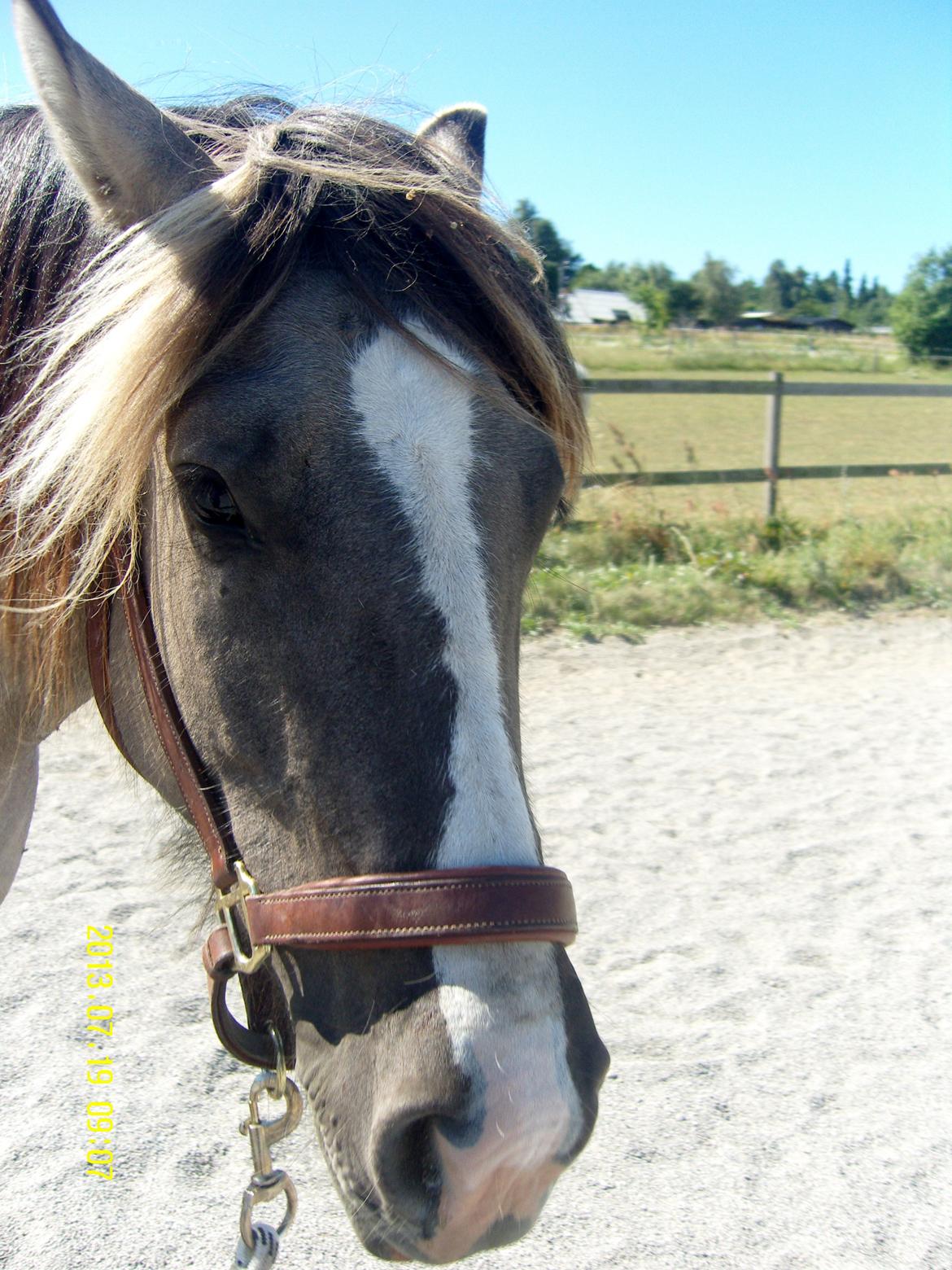 Irish Cob Crossbreed Filina (Fifle) billede 23