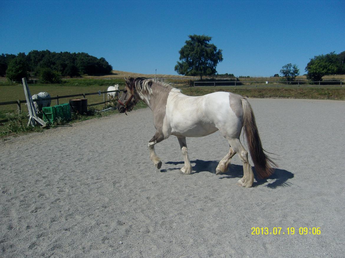 Irish Cob Crossbreed Filina (Fifle) - Svedig hest efter en dejlig tur :) billede 24