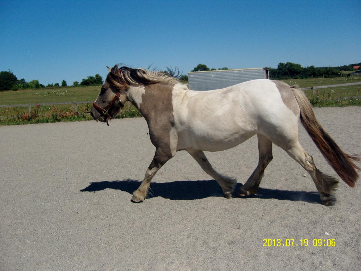 Irish Cob Crossbreed Filina (Fifle) - Lidt beskidt efter vores tur :) Venter på at komme ned og blive skyllet :) billede 25