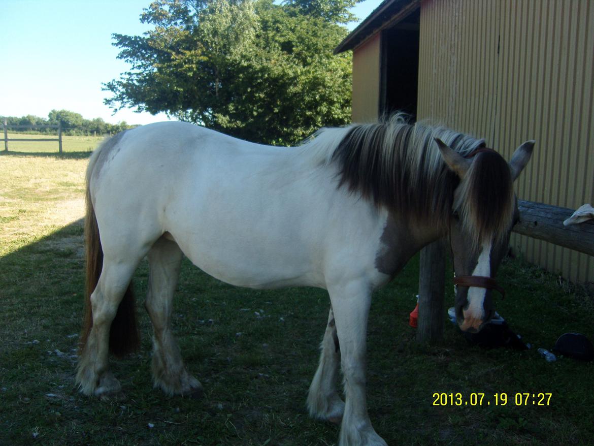 Irish Cob Crossbreed Filina (Fifle) - Ny striglet :) billede 26