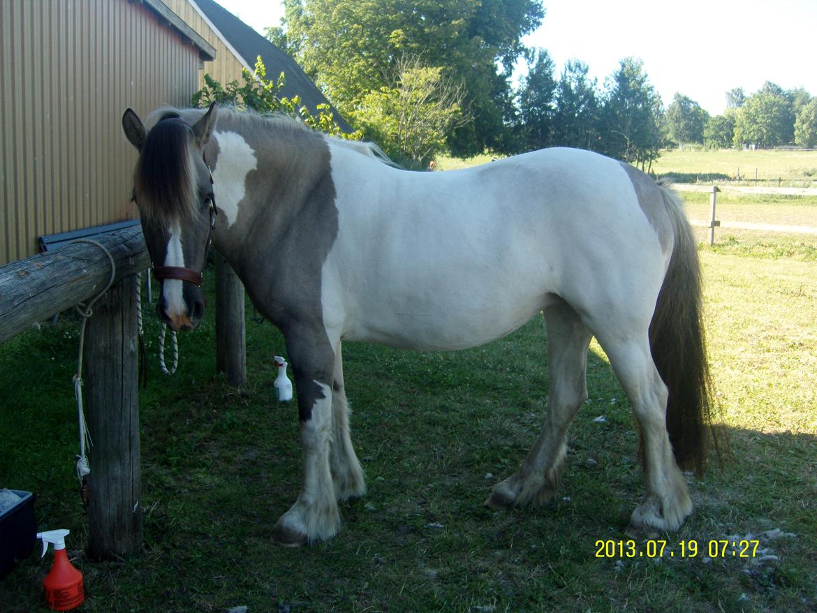 Irish Cob Crossbreed Filina (Fifle) billede 2