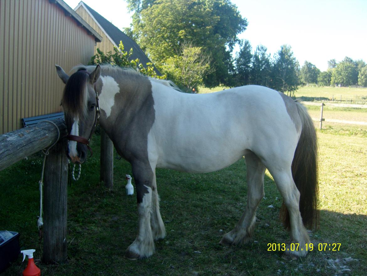 Irish Cob Crossbreed Filina (Fifle) billede 27