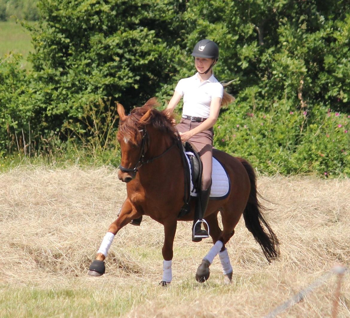 Anden særlig race Ruby B-pony billede 23