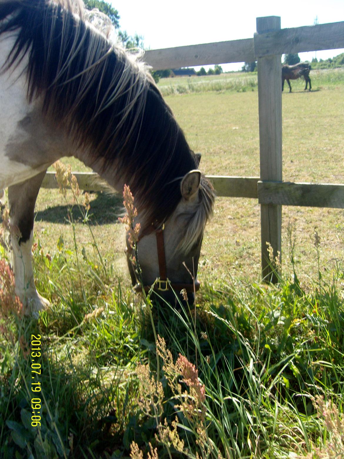 Irish Cob Crossbreed Filina (Fifle) billede 28