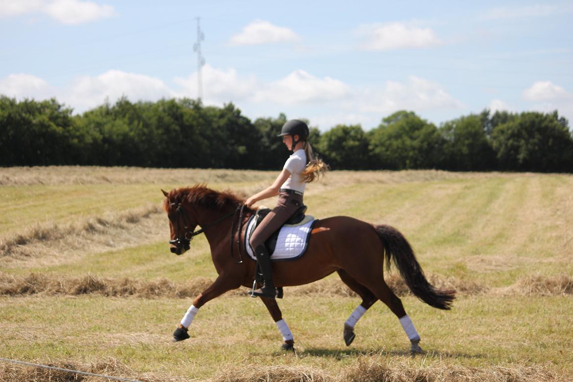 Anden særlig race Ruby B-pony billede 24