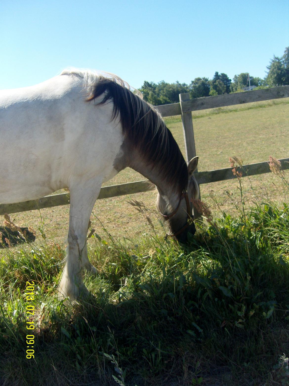 Irish Cob Crossbreed Filina (Fifle) billede 29