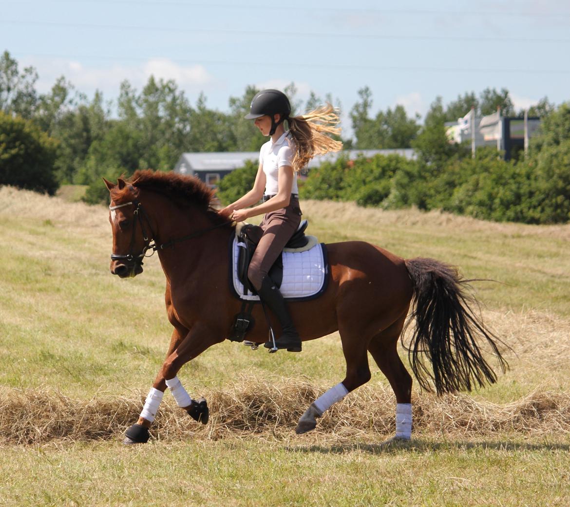 Anden særlig race Ruby B-pony billede 25