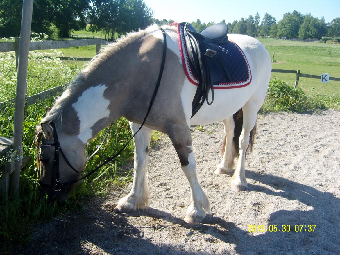 Irish Cob Crossbreed Filina (Fifle) billede 30