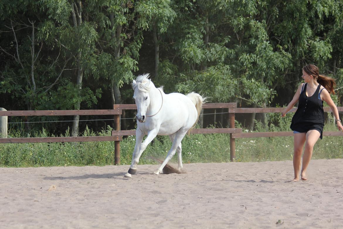 Anden særlig race Fritz - løs træning sommer 2013 billede 10