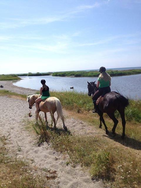 Palomino Sun shin billede 12