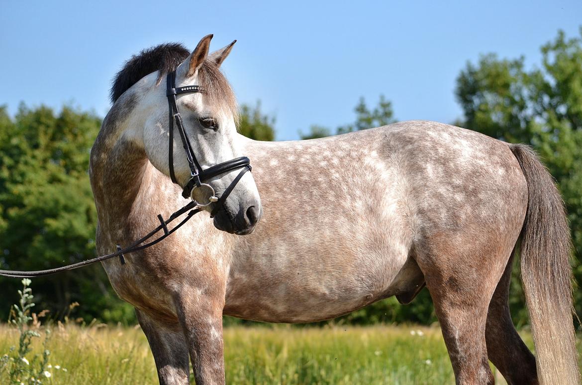 Anden særlig race Dolf - Orh min pony er smuuk! <3 billede 10