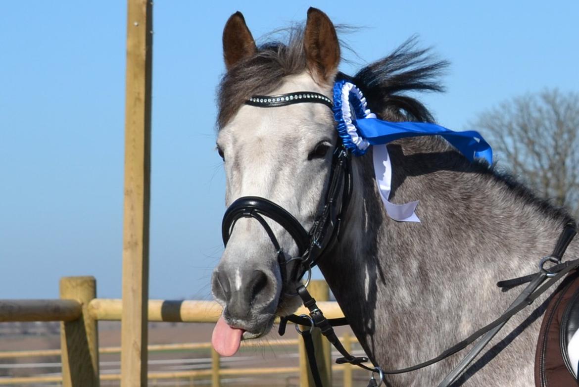 Anden særlig race Dolf - Som sagt, Dolf = dejlig! <3 2. plads i Boller, en af de første placeringer til distriktsstævne :-) billede 13