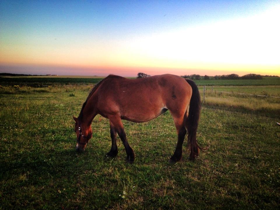 Koldblodstraver Tronilla - 23/7 - 2013 vægten er begyndt + muskler <3 billede 9