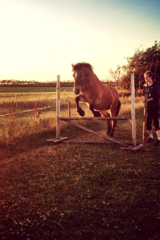 Koldblodstraver Tronilla - 23/7 - 2013 løsspringning 75cm <3 billede 10