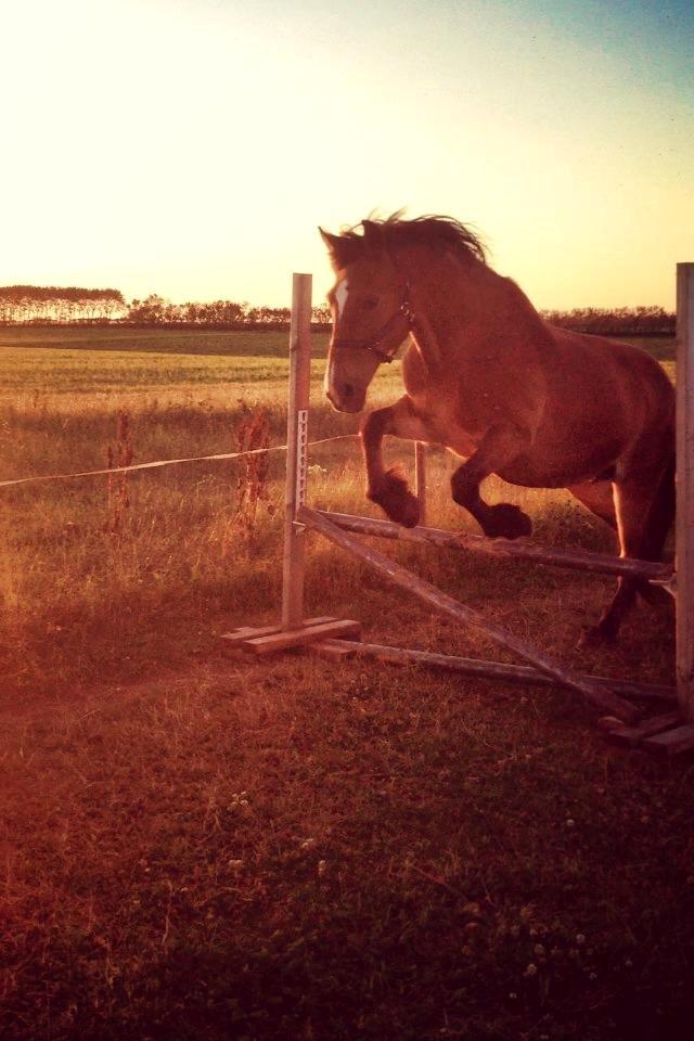 Koldblodstraver Tronilla - 23/7 - 2013 løsspringning, hun er så dygtig <3 billede 11