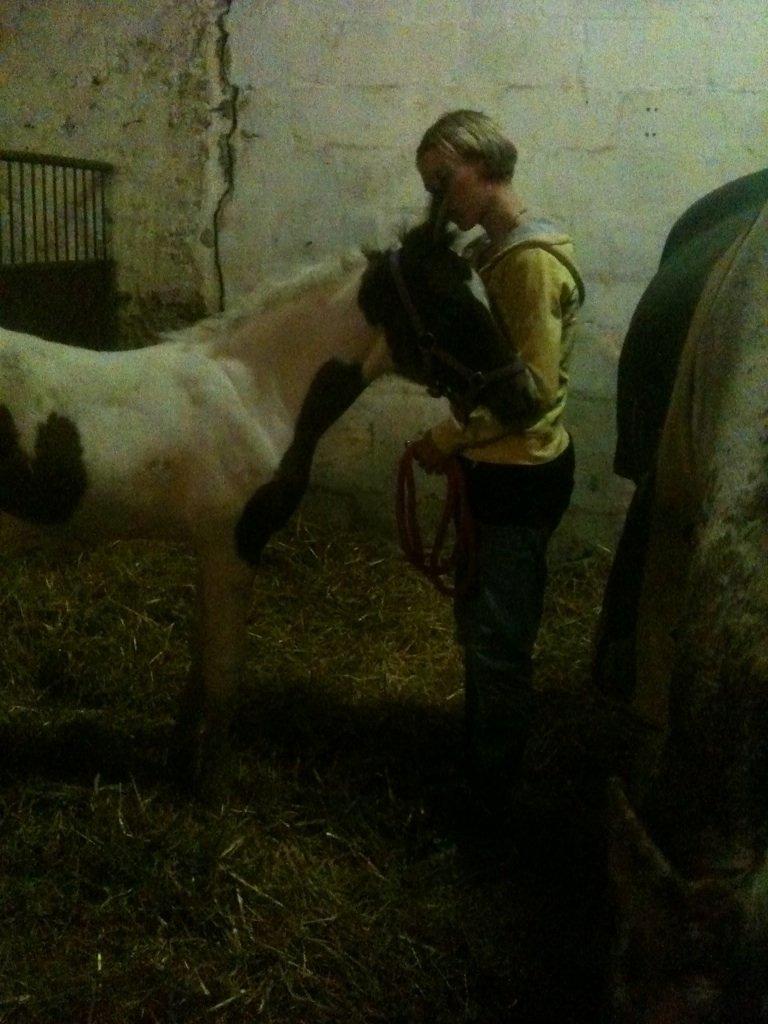 Pinto Araber JH Allonzy *Solgt* R.I.P. 18-01-2017 billede 16