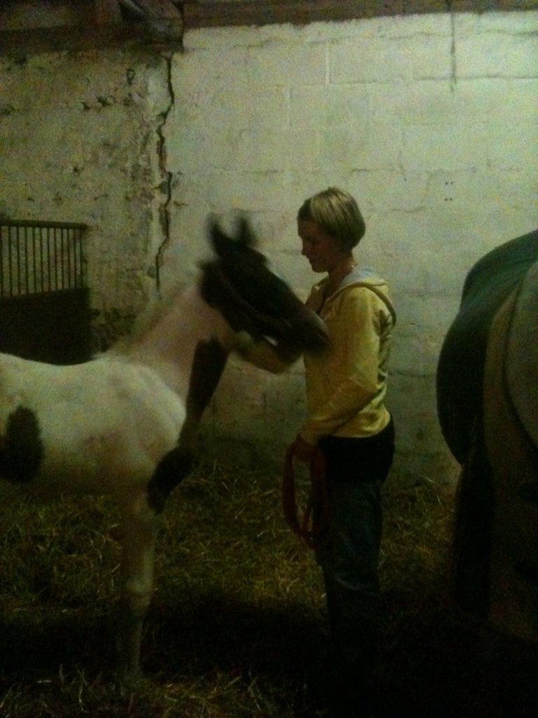 Pinto Araber JH Allonzy *Solgt* R.I.P. 18-01-2017 billede 17