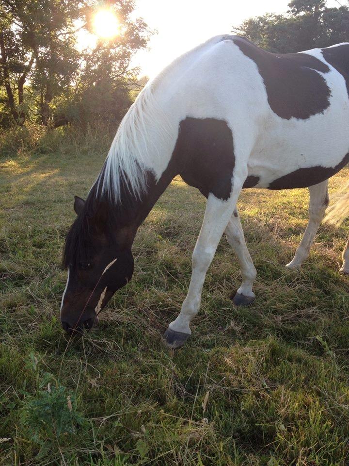 Anden særlig race Rainbow billede 8