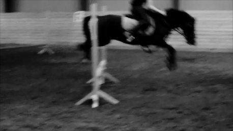 Dartmoor Bastian *Solgt* billede 2