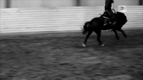 Dartmoor Bastian *Solgt* billede 6
