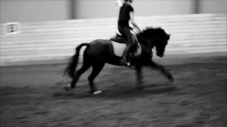 Dartmoor Bastian *Solgt* billede 1
