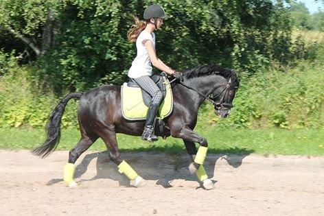 Dartmoor Bastian *Solgt* billede 7