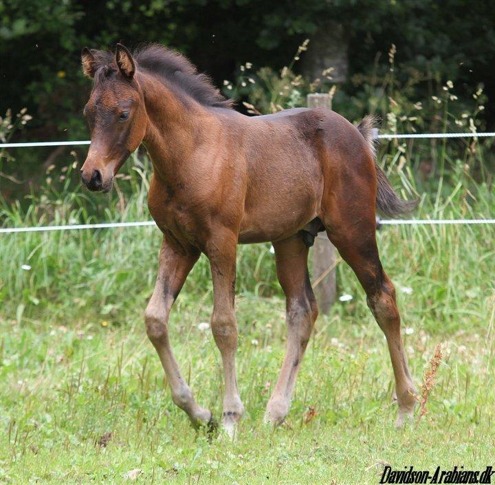 Arabisk fuldblod (OX) Casillas Cosh billede 18