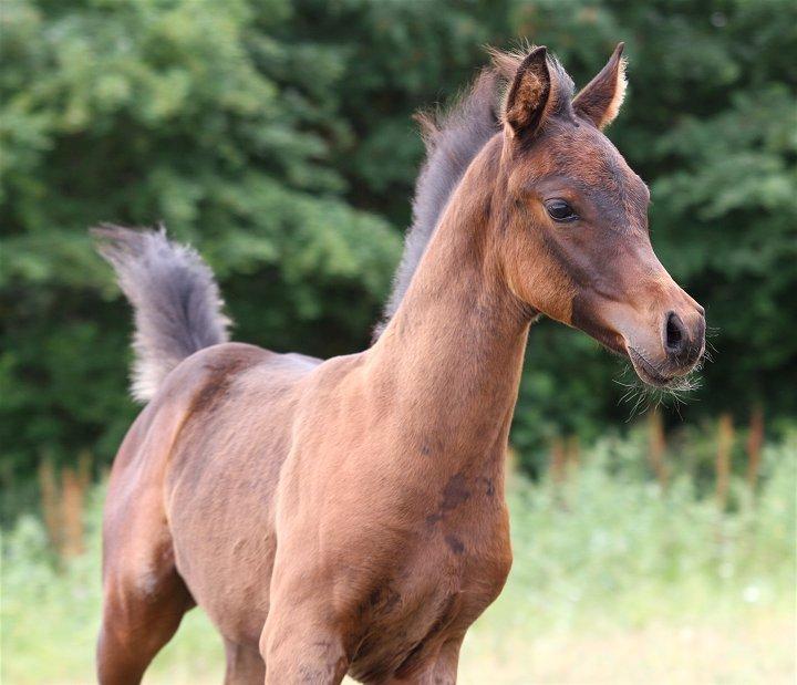 Arabisk fuldblod (OX) Casillas Cosh - Casillas 2 mdr. gammel.
Taget af Davidson Arabians.  billede 19