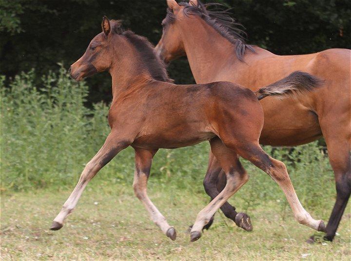 Arabisk fuldblod (OX) Casillas Cosh - Casillas 2 mdr. gammel.
Billedet er taget af Davidson Arabians.  billede 20