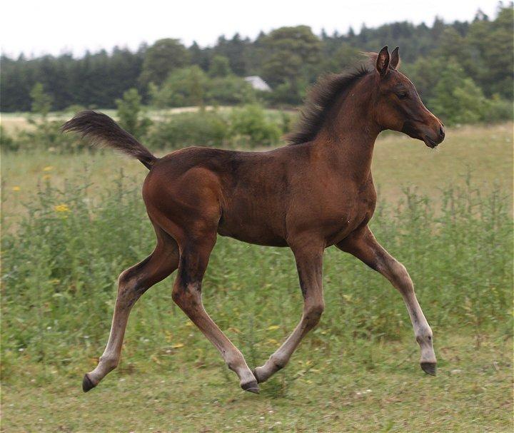 Arabisk fuldblod (OX) Casillas Cosh - Casillas 2 mdr. gammel.
Billedet er taget af Davidson Arabians.  billede 21