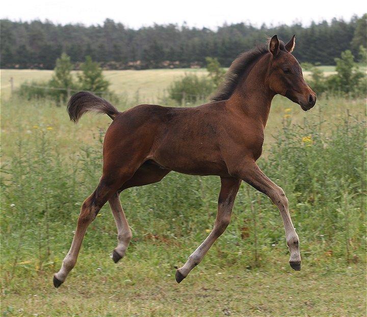 Arabisk fuldblod (OX) Casillas Cosh - Casillas 2 mdr. gammel.
Billedet er taget af Davidson Arabians.  billede 22