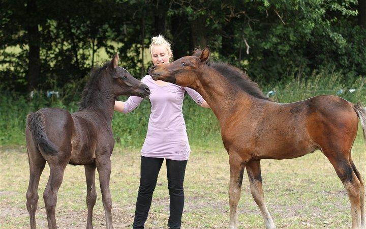 Arabisk fuldblod (OX) Casillas Cosh - Casillas 2 mdr. gammel og Chloé 1 mdr. gammel.
Billedet er taget af Davidson Arabians.  billede 23