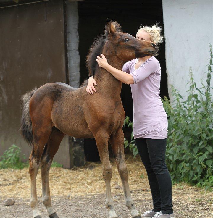 Arabisk fuldblod (OX) Casillas Cosh - Casillas 2 mdr. gammel.
Billedet er taget af Davidson Arabians.  billede 24