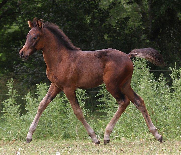 Arabisk fuldblod (OX) Casillas Cosh - Casillas 2 mdr. gammel.
Billedet er taget af Davidson Arabians.  billede 25