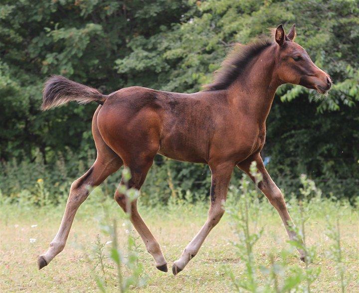 Arabisk fuldblod (OX) Casillas Cosh - Casillas 2 mdr. gammel.
Billedet er taget af Davidson Arabians.  billede 26