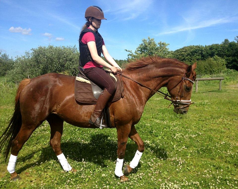 Fuldblod (XX) Red Lightning. billede 14